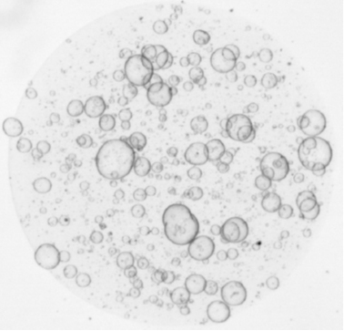 Oxford Optronix Organoids.jpg